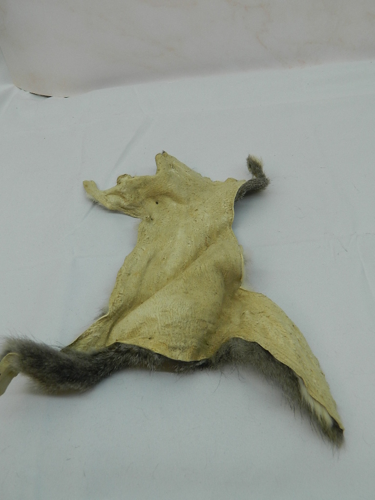 OE4211 VERY NEAT Pair Of Squirrel Hides ( 9 x 6 and 9.5 x 4 in
