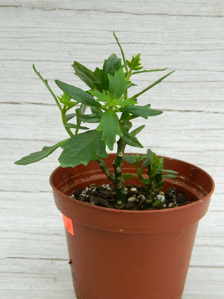 SM0007 Kalanchoe (Tarantula Plant) Wilbur Auction