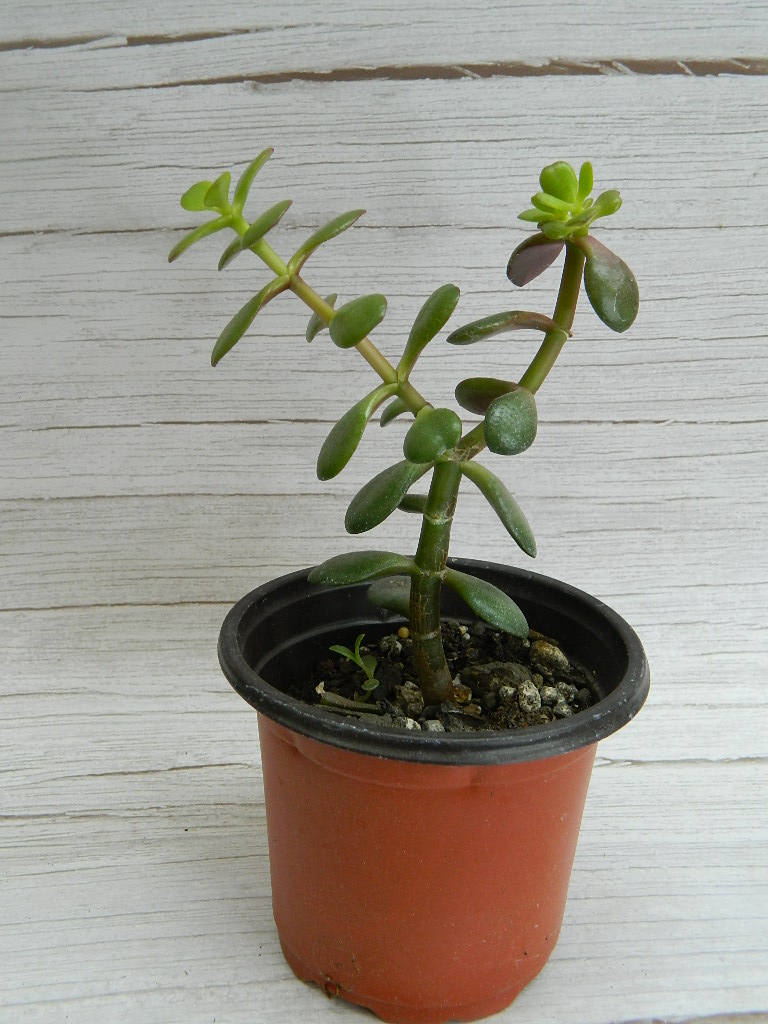 UK001 Small Jade Rubber Plant Succulent ‘8in Tall