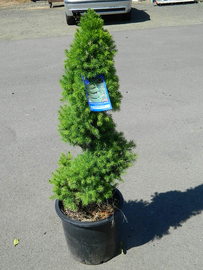 OP0027 Spiral Dwarf Alberta Spruce ???34in??? First Come First Served