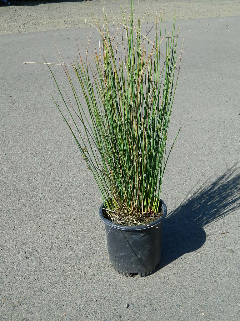 OP0046 Spreading Rush ‘California Grey Rush’ 25in First Come First Served, Must Pick up