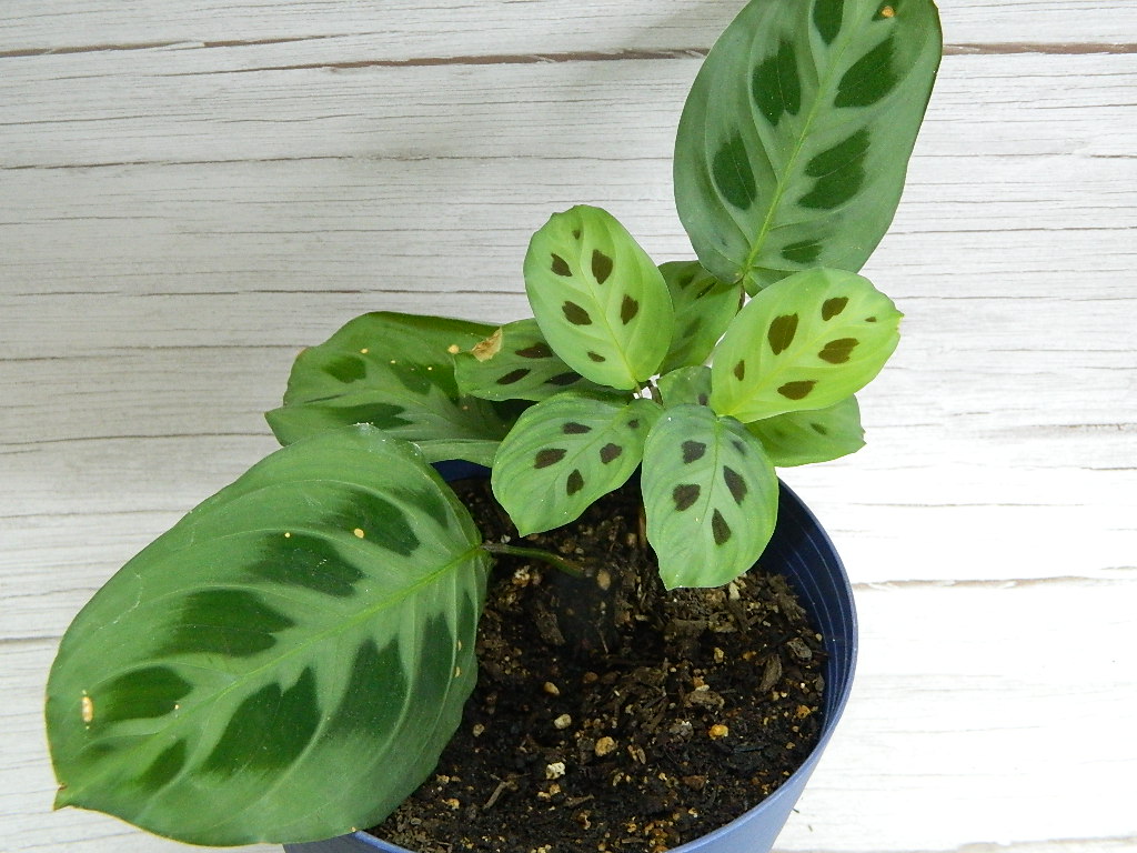 SM0029 Maranta Leuconeura (Kerchoveana) Prayer Plant