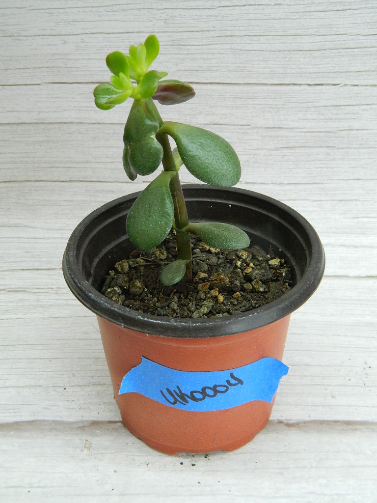 UK0003 Jade Rubber Plant Wilbur Auction