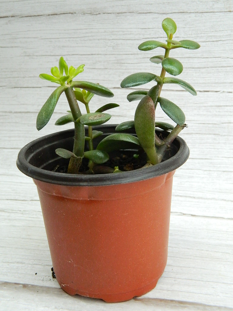 UK00001 Small Jade Rubber Plant ‘6.5×4.25’ Wilbur Auction