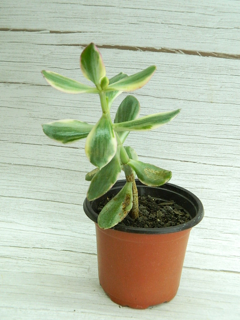 UK00002 Variegated Jade Rubber Plant ‘9in Tall’ Wilbur Auction
