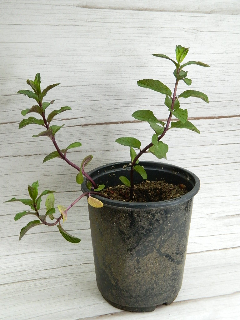 SM005 Chocolate Mint, HalfGallon Pot Wilbur Auction