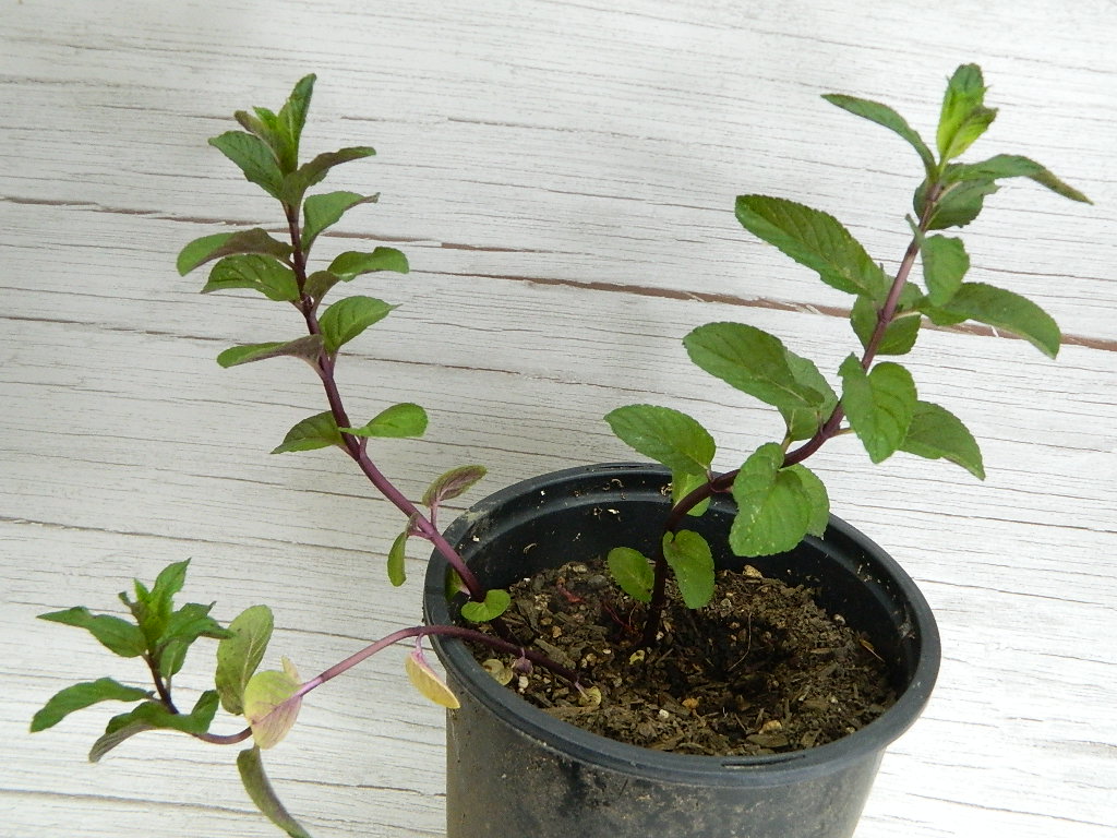 SM005 Chocolate Mint, HalfGallon Pot Wilbur Auction