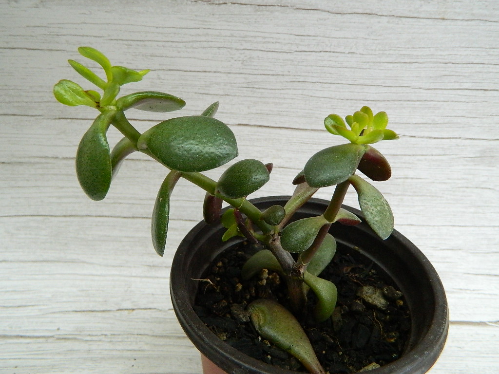 AA00007 Small Jade Rubber Plant ‘6.5in Tall’ Wilbur Auction