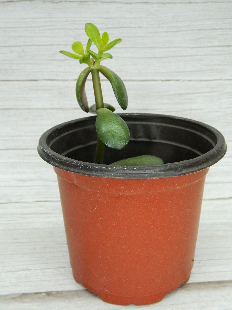 UK000012 Small Jade Rubber Plant 5.5in Tall Wilbur Auction