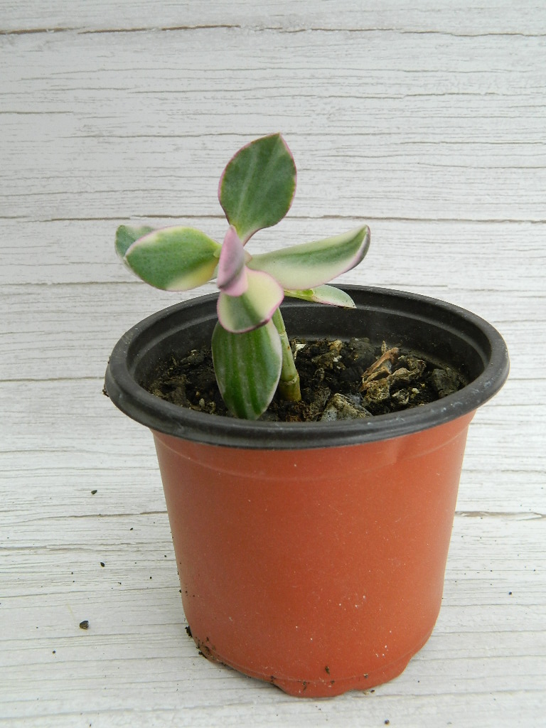 UK000016 Small Variegated Jade Rubber Plant ‘6in’ Wilbur Auction