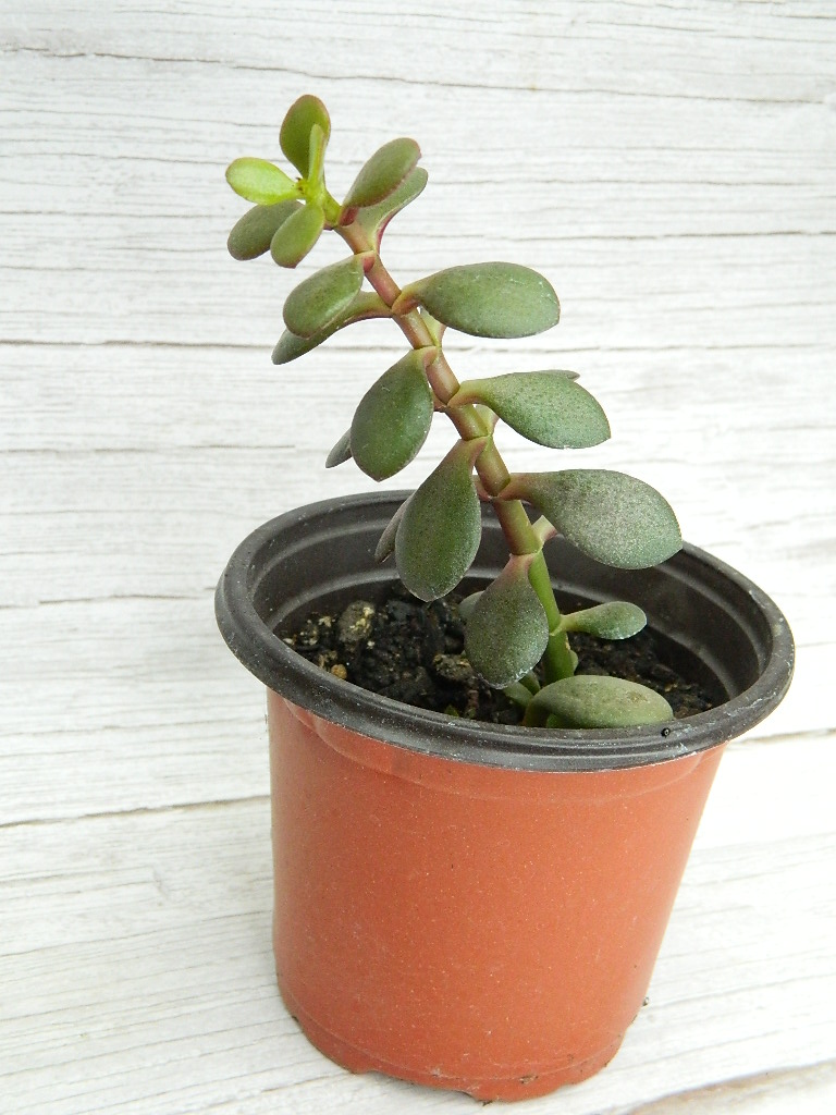UK000017 Small Jade Rubber Plant ‘7inTall’ Wilbur Auction