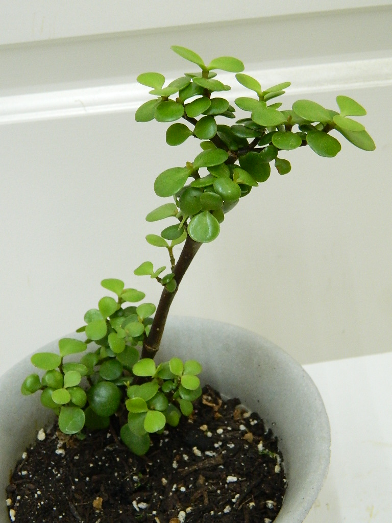 SM0022 Elephant Bush (Portulacaria Afra) Great for Beginner Bonsai