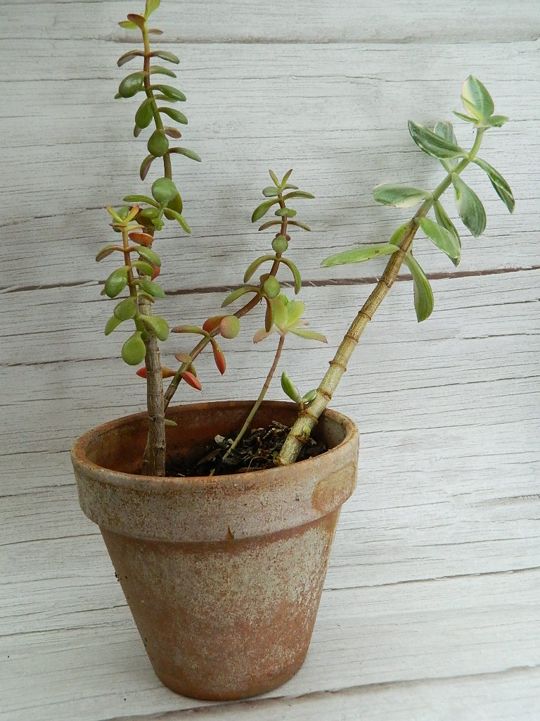 UK000019 Medium/Large Variegated Three Types of Jade Rubber Plant in