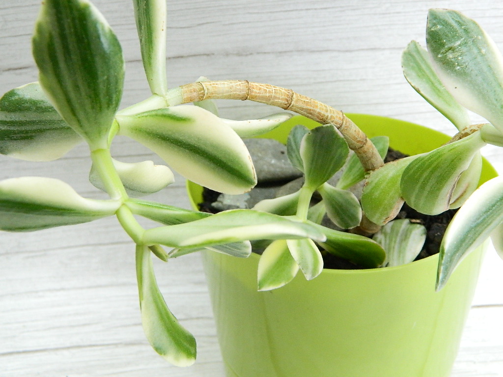 UK000021 Medium Sized Variegated Jade Rubber Plant in Green Plastic