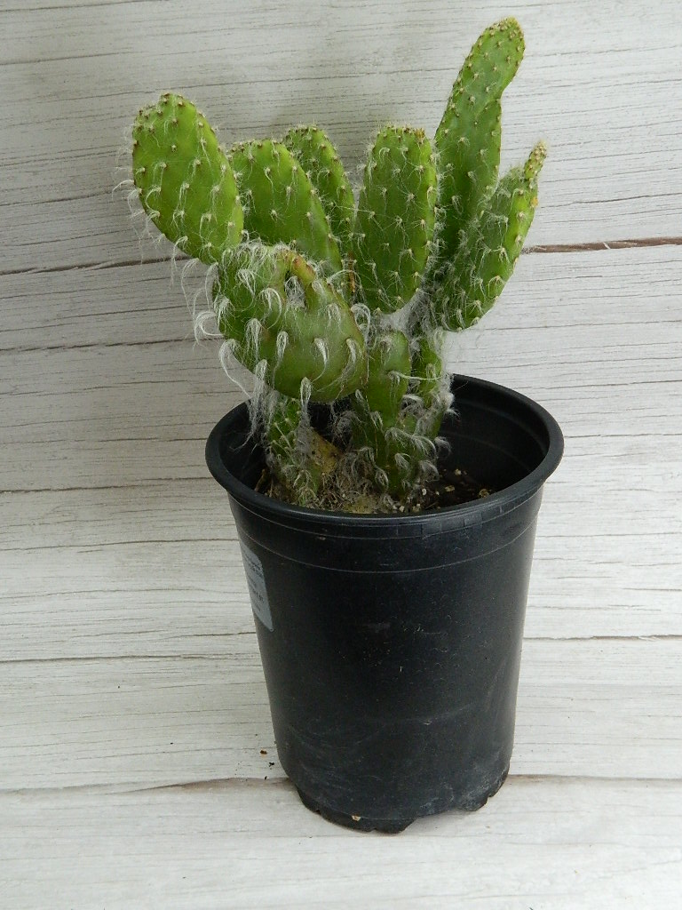 SM0039 Hairy Roger Cactus (Opuntia Engelmannii Var. Broskowitzii