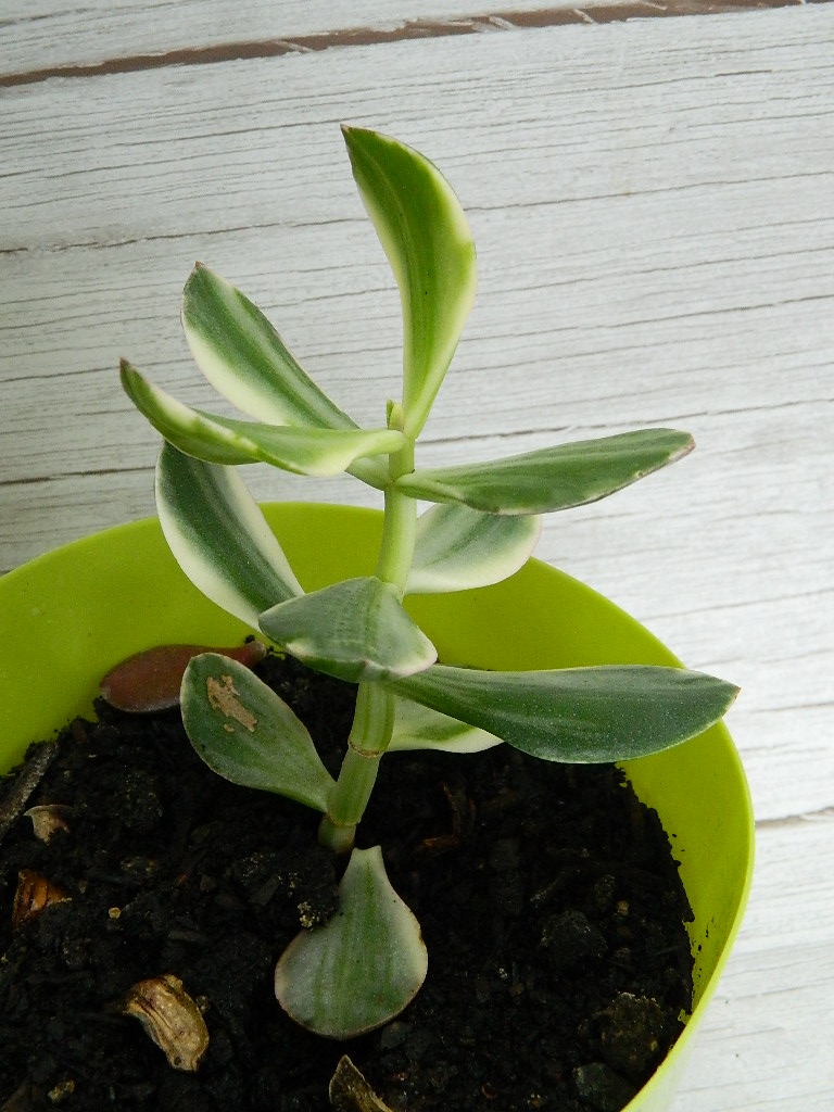 UK000023 Small/Medium variegated Jade Rubber Plant in a Green Plastic