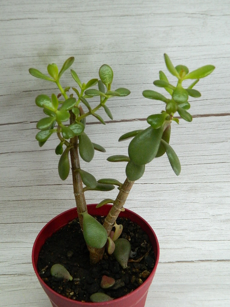 UK000024 Medium/Large Regular Jade Rubber Plant in Red Plastic Pot