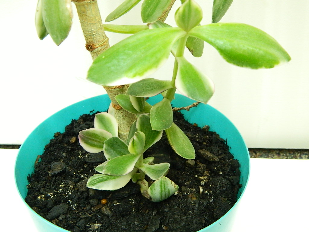 UK000028 Variegated Jade Rubber Plant Medium/Large in Teal Plastic Pot